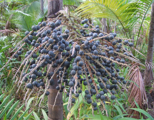 スーパーフードとして話題のアサイーを原料として使用してます。